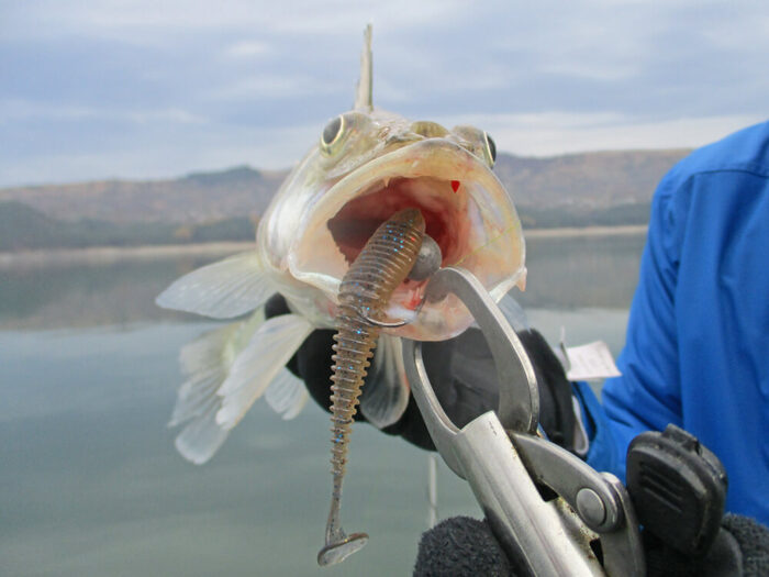 Hitfish Tukashine 8.9CM (3.5 inch), culoare R62 (7buc/plic) - imagine 20