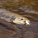 Spinmad spinnertail CRAZY BUG 4gr - imagine 17