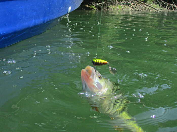 Spinmad spinnertail CRAZY BUG 6gr - imagine 17